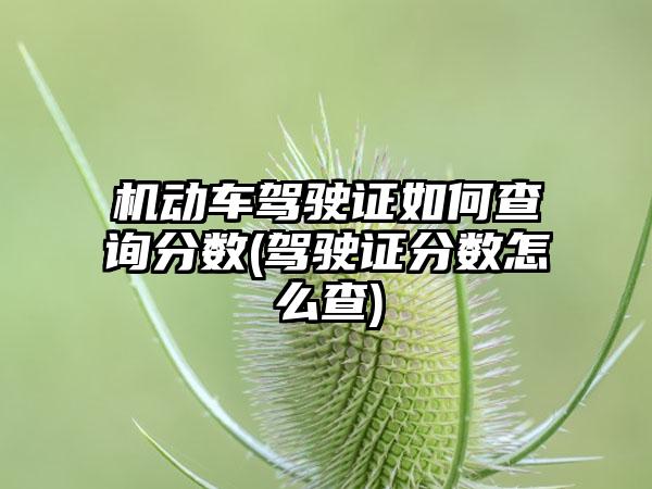 机动车驾驶证如何查询分数(驾驶证分数怎么查)